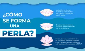 Ilustración explica cómo se forma una perla en una ostra. Las perlas se forman cuando la ostra se abre para alimentarse, y a veces, un grano de arena o un diminuto animal queda atrapado.