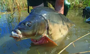 Ein Angler hält einen riesigen Karpfen im Wasser. Man fragt sich, wie alt diese beeindruckenden Fische werden können.
