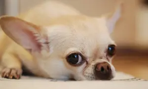 Czy chihuahua uczula? Oto co musisz wiedzieć o alergiach