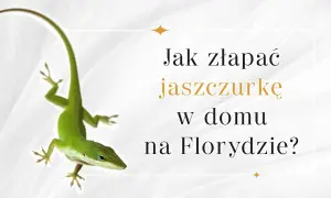 Jak złapać jaszczurkę w domu - bezpieczne sposoby na lizardy