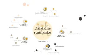 Ilustracja pokazuje, jak działa rumianek: wspiera układ pokarmowy, nerwowy, pielęgnację skóry, oddechowy i moczowo-płciowy.