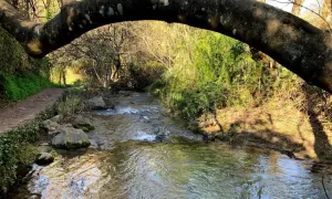 Sendero junto a un arroyo en la sierra de Grazalema, ideal para rutas de senderismo.