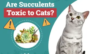 A curious cat looks up at a graphic asking "Are Succulents Toxic to Cats?" with a warning sign and a cluster of succulents.