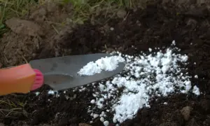Łopatka z białym proszkiem, prawdopodobnie wapnovit, rozsypuje się na ciemnej ziemi.