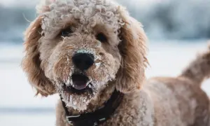 Ein fröhlicher Aussiedoodle mit Schnee im Fell und auf der Schnauze, bereit für Winterabenteuer. Sein Charakter ist verspielt und liebenswert.