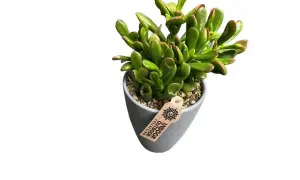 Zielona roślina w szarym doniczce, której liście przypominają uszy Shreka. Kwiat z etykietą "Indoor Outdoor Collection".