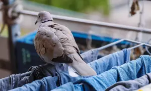 Gołąb siedzi na suszarce z praniem. Może to zapach świeżo wypranych ubrań jest tym, jakiego zapachu nie lubią gołębie?