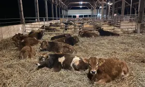 Młode bydło odpoczywa na słomie w oborze. Zdrowy wygląd zwierząt sugeruje, że stosuje się skuteczne metody hodowli, być może z użyciem preparatu Pulmomax.