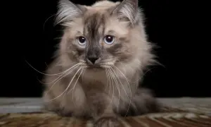 Puszysty kot syberyjski o niebieskich oczach, idealny kot dla alergika.