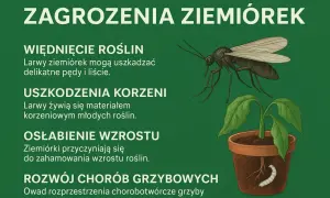 Larwy ziemiórek uszkadzają korzenie i pędy roślin, hamując ich wzrost. Owad ten rozprzestrzenia też choroby grzybowe.