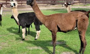 Brązowa lama stoi na trawie obok czarnej i białej lamy.