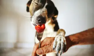 Un perro disfruta de una fresa en un tenedor, demostrando que sí, puede comer fresas un perro.