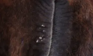 Widoczne są brodawki na ciemnej sierści konia, świadczące o brodawczycy.