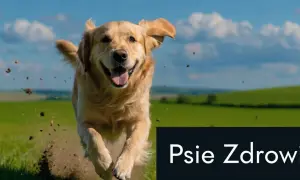 Szczęśliwy piesek biegnie przez łąkę, a na dole napis "Psie Zdrowie". Pamiętaj o antybiotyku dla psa, gdy jest chory.