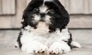 Czy shih tzu uczula? Odkryj prawdę o alergiach i psach