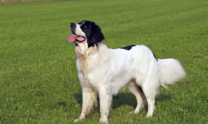 Ein großer, schwarz-weißer Landseer mit treuem Blick und wedelndem Schwanz steht auf einer grünen Wiese. Sein sanfter Landseer Charakter strahlt Ruhe aus.