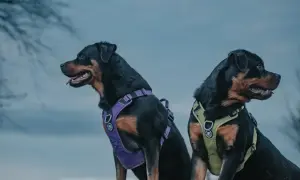 Dwa rottweilery w dobrych szelkach dla psa. Jeden w fioletowych, drugi w zielonych.