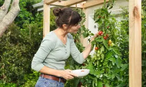 Mujer recogiendo tomates maduros en un invernadero casero para tomates.