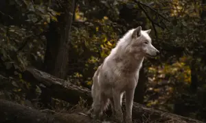 Biały wilk na tle jesiennego lasu, jak z okładki książki o wilkołakach.
