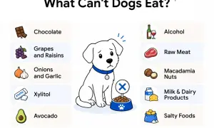 Sad dog illustration lists what dogs can't eat: chocolate, grapes, onions, xylitol, avocado, alcohol, raw meat, macadamia nuts, dairy, and salty foods.