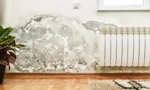 Mokre ściany? Jak osuszyć wilgoć i zapobiec pleśni raz na zawsze!
