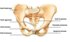 Anatomia miednicy: kość biodrowa, kość krzyżowa, kość ogonowa, panewka stawowa, spojenie łonowe, kość łonowa i kość kulszowa.