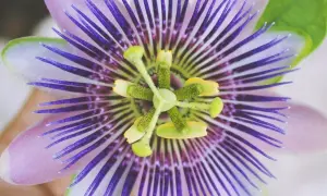 Detailaufnahme einer lila-weißen Passionsblume. Informiere dich über Passionsblume Nebenwirkungen, bevor du sie verwendest.