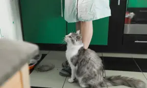 Gato gris y blanco mira hacia arriba, esperando algo, quizás feromonas para gatos.