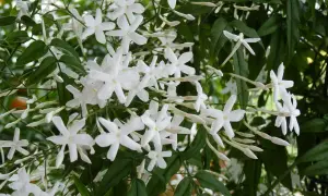 Weiße Jasminblüten ranken sich üppig. Ob Jasmin winterhart ist, fragt man sich angesichts dieser Pracht.