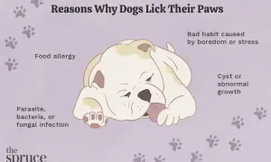 Illustration showing a dog licking its paw, with text listing reasons for excessive licking: food allergy, infection, growth, or boredom/stress.