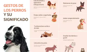 Guía visual de 50 gestos de los perros y su significado. Aprende a interpretar el lenguaje corporal canino, desde la cola levantada hasta las orejas caídas.