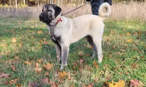 Piękny kangal na spacerze jesienią. Zastanawiasz się nad kangal cena? Ten pies to wspaniały towarzysz.