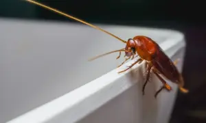 Un cafard brun sur le bord d'un récipient blanc. Une image pour illustrer comment se débarrasser des cafards naturellement.