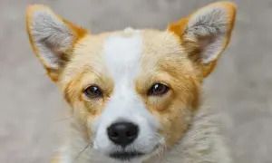 Uroczy corgi z bystrymi oczami. Zastanawiasz się, czym przemywac psu oczy? Czysta, przegotowana woda lub specjalne płyny do higieny oczu zwierząt.