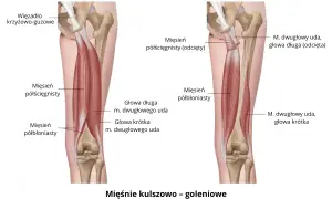 Anatomia mięśni kulszowo-goleniowych tylnej części uda i kolana.