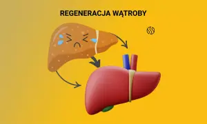 Ilustracja przedstawia proces regeneracji wątroby. Smutna, chora wątroba przechodzi transformację w zdrową, czerwoną. Dowiedz się, czym zregenerować wątrobę.