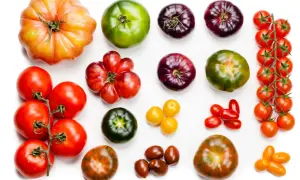 Variedad de tipos de tomate: grandes, morados, verdes, rojos y amarillos, dispuestos en filas sobre fondo blanco.
