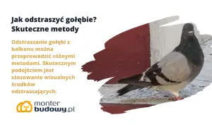 Jak pozbyć się gołębi z balkonu? Skuteczne metody to wizualne odstraszacze. Gołąb na tle czerwono-białej ściany.