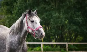 Piękna, siwa klacz w różowej uzdzie, z grzywą rozwianą na wietrze, stoi na tle zielonego lasu.