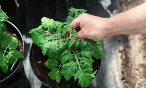 En hand petar bort en tjuvskott tomatplanta för att ge mer plats åt huvudplantan.
