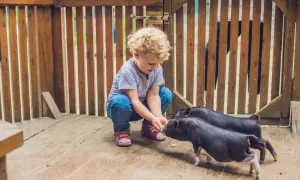 Kleines Kind füttert Schweinchen. Tolle Unternehmungen mit Kleinkind 2 Jahre auf einem Bauernhof.