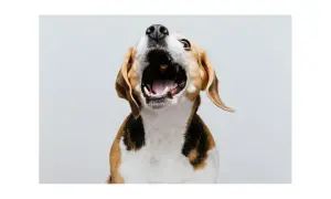 Pies beagle z otwartym pyskiem, jakby uczył się, jak oduczyć psa szczekania.