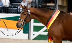 Brauner Hengst mit Zopf und deutscher Fahne, bereit für die Körung.