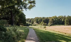 Ein Hund rennt über eine sonnige Wiese im Jenischpark Hamburg. Ein Weg schlängelt sich durch grünes Gras und Bäume.