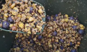 Łyżka z zanętą halibut, pełną kukurydzy i fioletowych kulek, sypie się do zielonego wiadra.