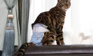 A Bengal cat wears a diaper, managing cat incontinence with dignity.