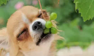 Chihuahua z winogronami w pyszczku. Czy pies może jeść winogrona? To pytanie zadaje sobie wielu właścicieli czworonogów.