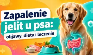 Zapalenie jelit u psa: objawy, dieta i leczenie. Grafika przedstawia psa z widocznym układem pokarmowym, miską karmy i składnikami diety.