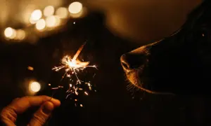 Ein Hund will nach Silvester nicht mehr raus. Seine Nase schnuppert neugierig an einem Wunderkerzen-Funken, während im Hintergrund Lichter verschwimmen.