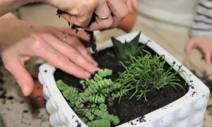 Ręce delikatnie przesadzają kwiaty do białej doniczki. Widać ziemię i zielone sukulenty.